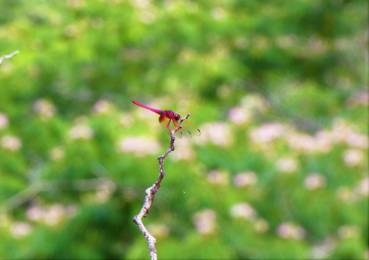 高知のトンボ 土佐料理 旬の鰹がゆく