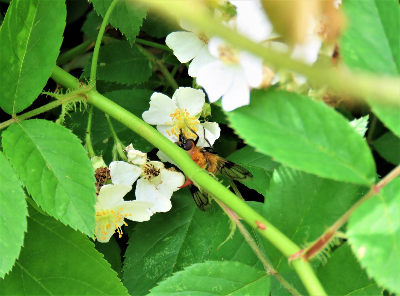 鼈甲花虻 ベッコウハナアブ 土佐料理 旬の鰹がゆく 鼈甲花虻 ベッコウハナアブ 土佐料理 旬の鰹がゆく