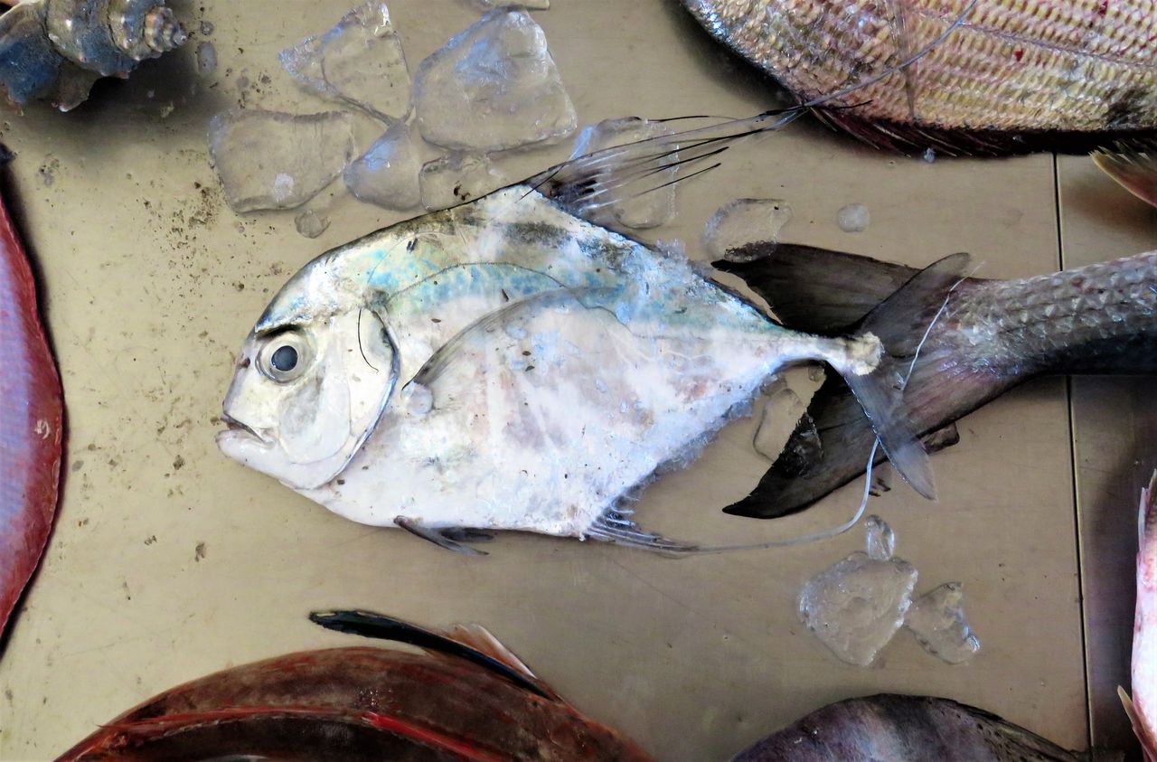 リュウキュウヨロイアジの幼魚 土佐料理 旬の鰹がゆく リュウキュウヨロイアジの幼魚 土佐料理 旬の鰹がゆく