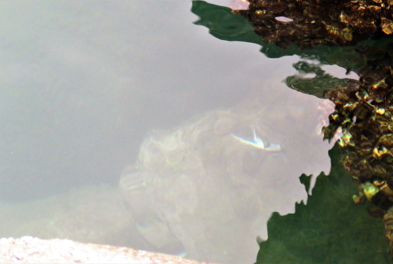 香南市の海に見られる冬の熱帯魚 土佐料理 旬の鰹がゆく 香南市の海に見られる冬の熱帯魚 土佐料理 旬の鰹がゆく
