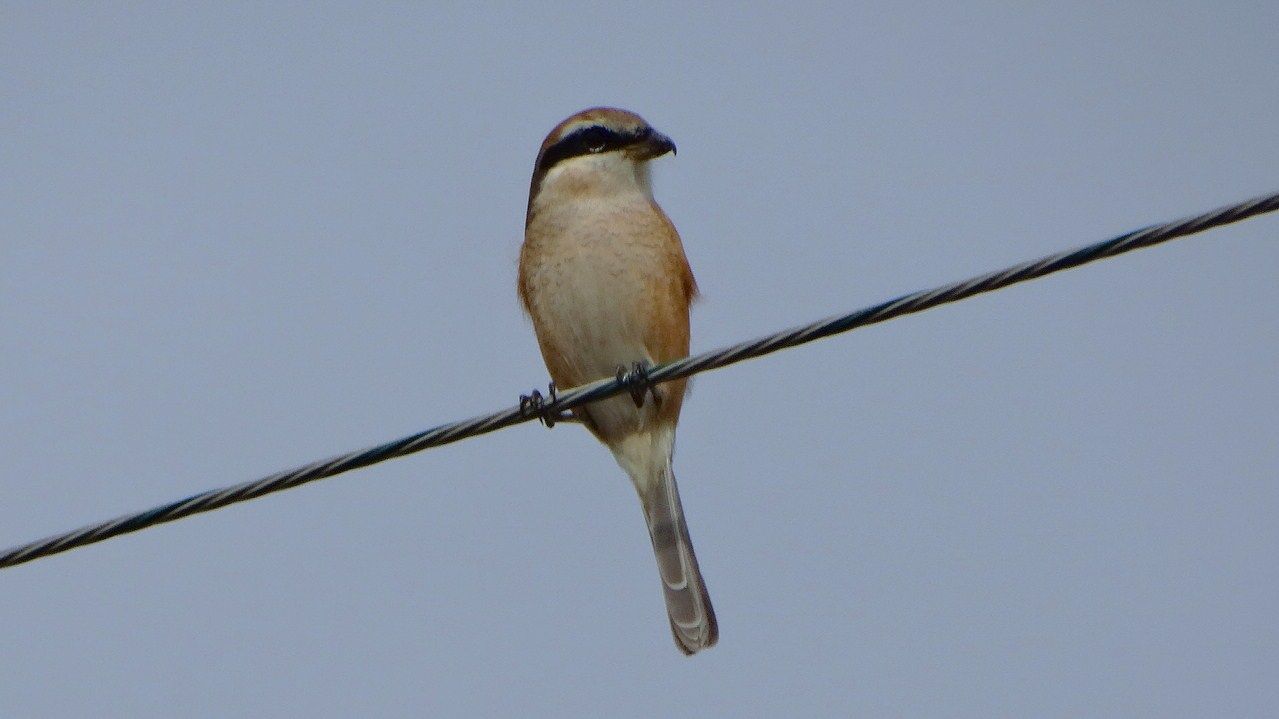 モズの尾羽に模様はあった 土佐料理 旬の鰹がゆく