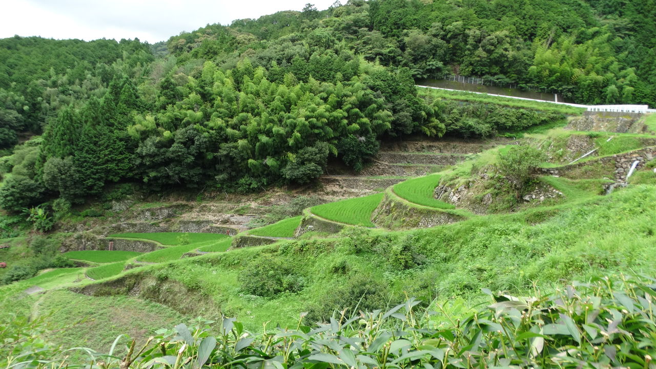 里山の芭蕉 土佐料理 旬の鰹がゆく