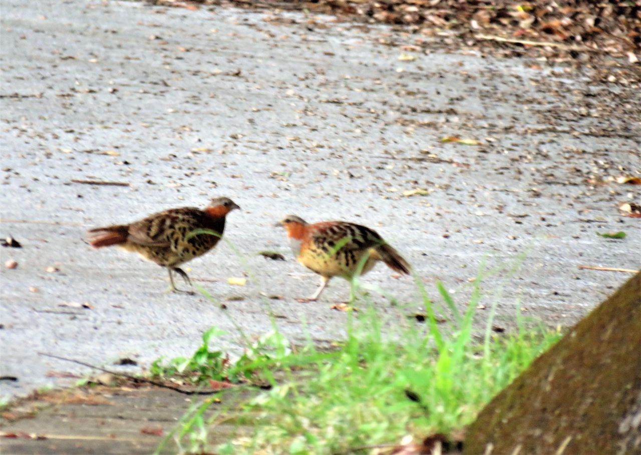 小綬鶏の散歩道 土佐料理 旬の鰹がゆく 小綬鶏の散歩道 土佐料理 旬の鰹がゆく