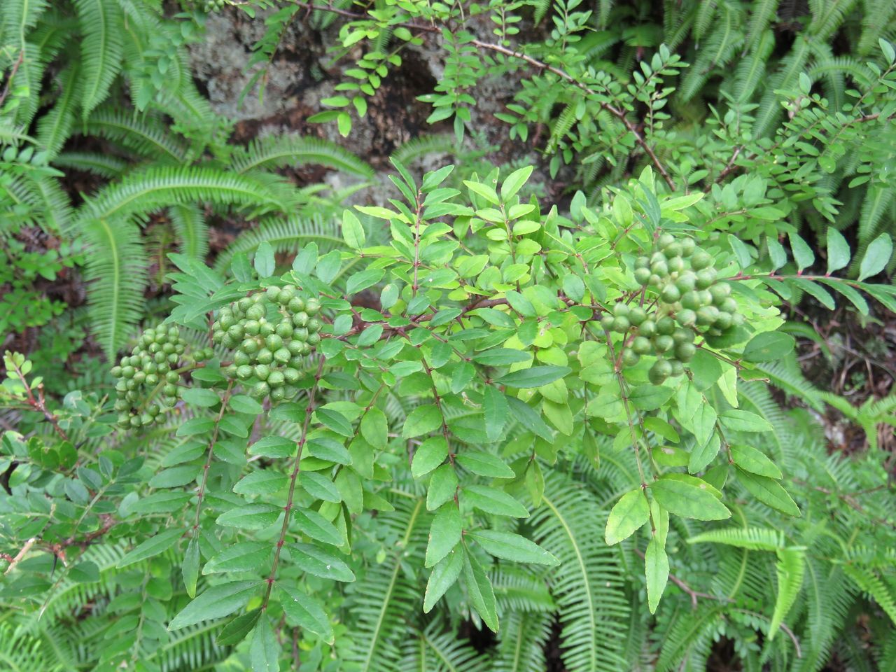 低山のサンショウ属あれこれ 土佐料理 旬の鰹がゆく