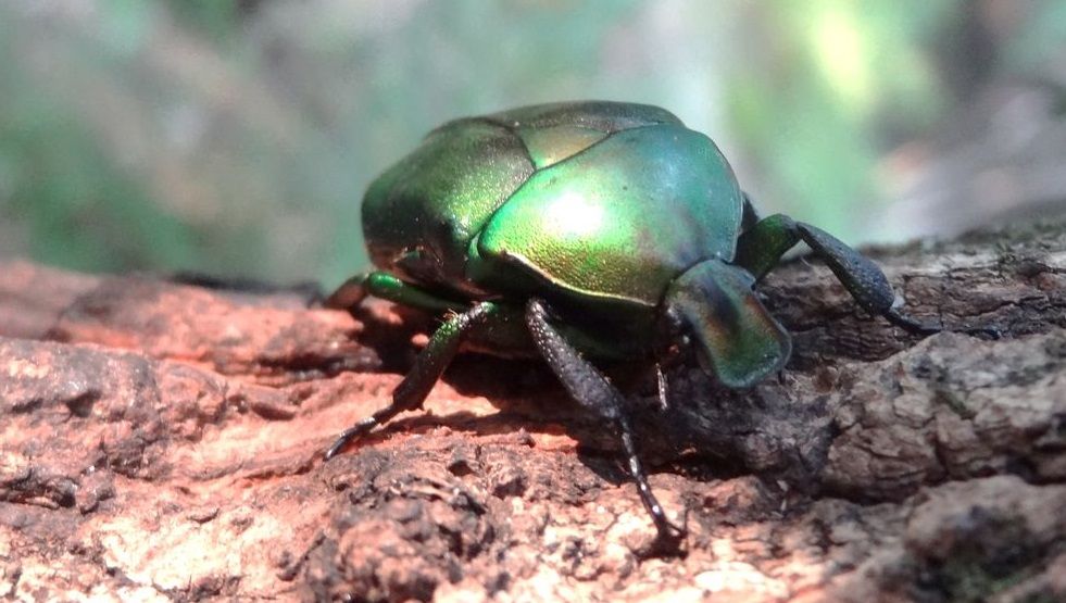 コアオハナムグリ 土佐料理 旬の鰹がゆく コアオハナムグリ 土佐料理 旬の鰹がゆく