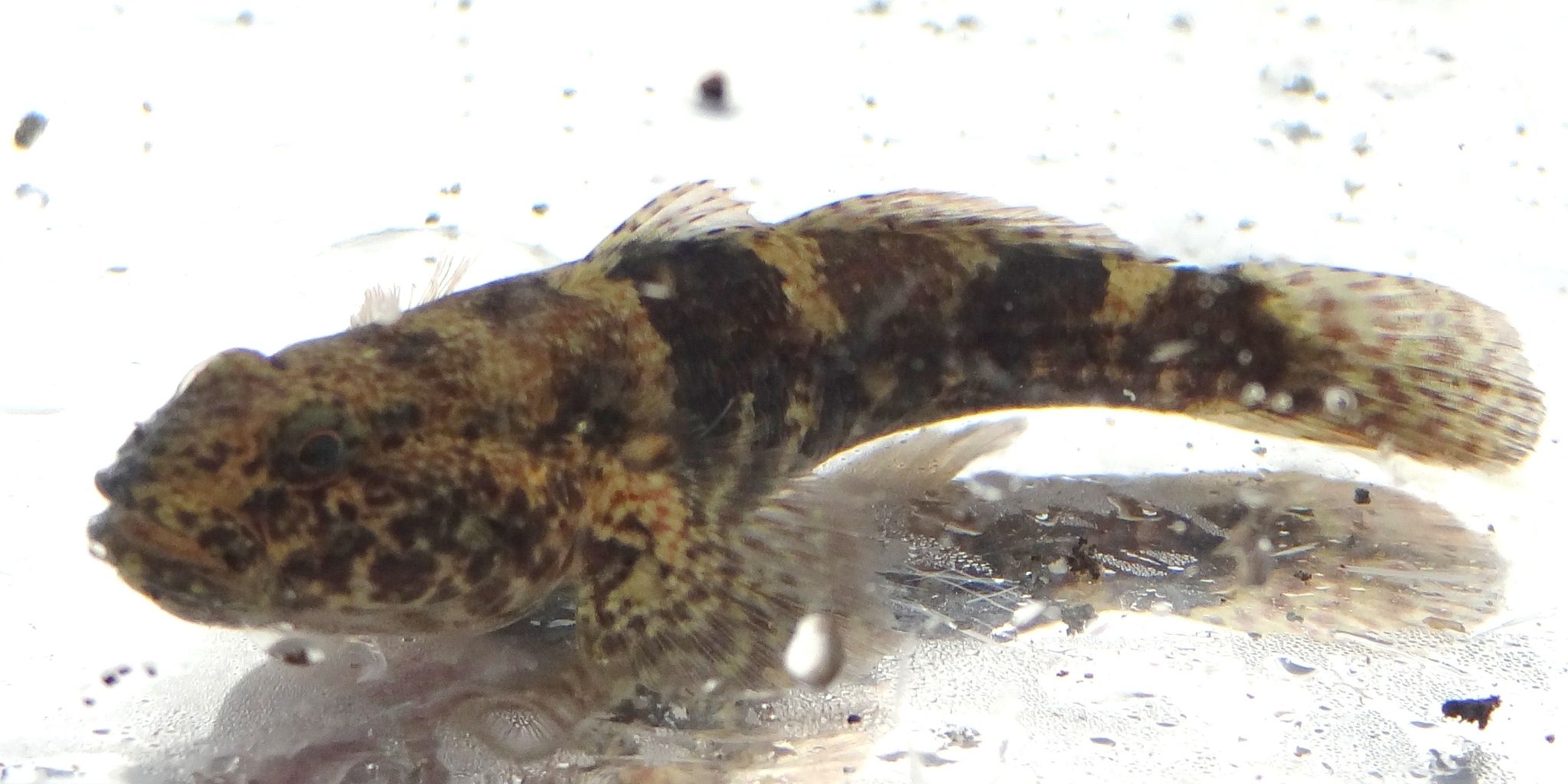 秋の魚 土佐料理 旬の鰹がゆく 秋の魚 土佐料理 旬の鰹がゆく