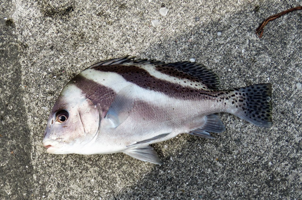 秋黒鯛 アキチヌ 爆釣モードの後に 土佐料理 旬の鰹がゆく 秋黒鯛 アキチヌ 爆釣モードの後に 土佐料理 旬の鰹がゆく