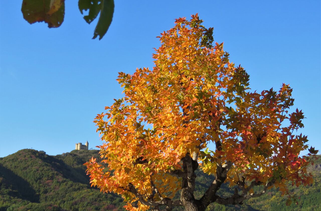 住宅地の楓 フウとカエデ 土佐料理 旬の鰹がゆく