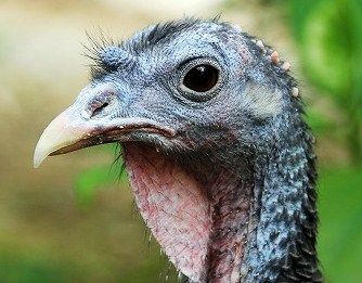 高知の七面鳥 ターキー 土佐料理 旬の鰹がゆく 高知の七面鳥 ターキー 土佐料理 旬の鰹がゆく