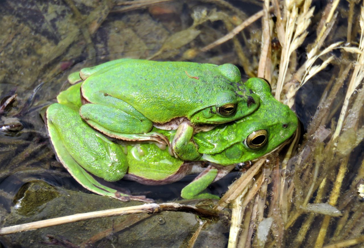 アマガエル属