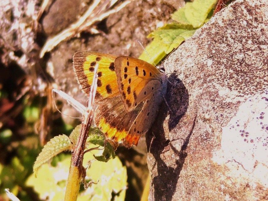 ベニシジミ : 土佐料理 旬の鰹がゆく！