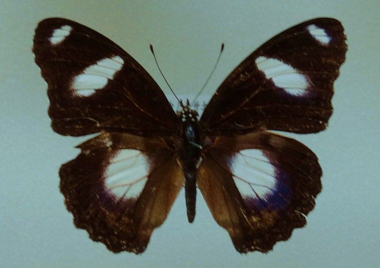 ベイツ型擬態の法則 土佐料理 旬の鰹がゆく