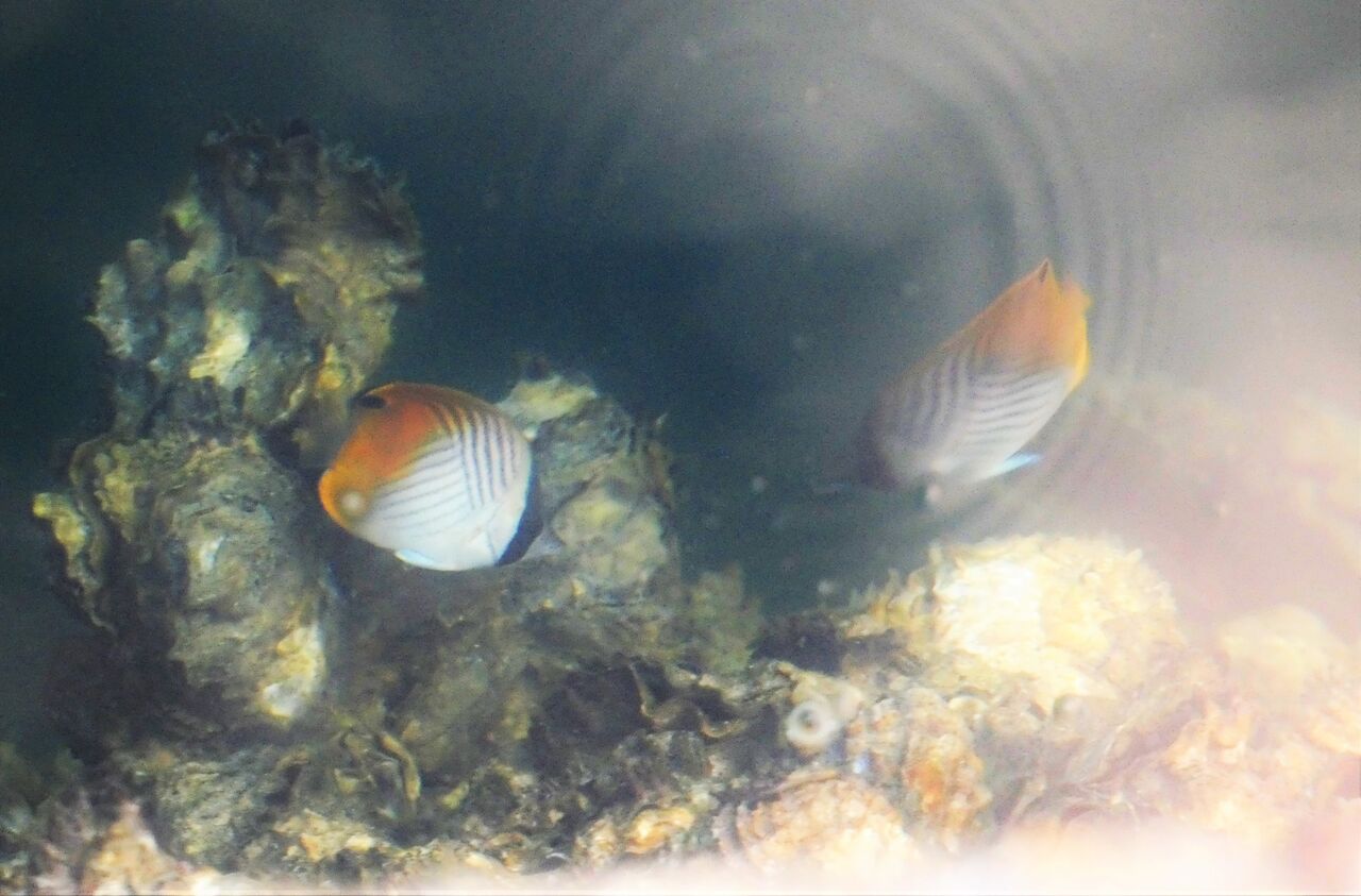 アケボノチョウチョウウオ 土佐料理 旬の鰹がゆく