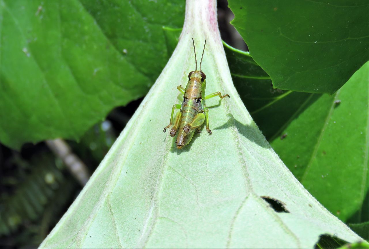 シコクフキバッタ 土佐料理 旬の鰹がゆく