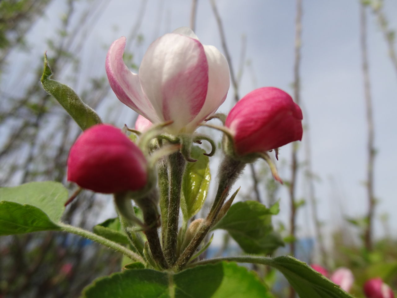 リンゴの花びらが 土佐料理 旬の鰹がゆく