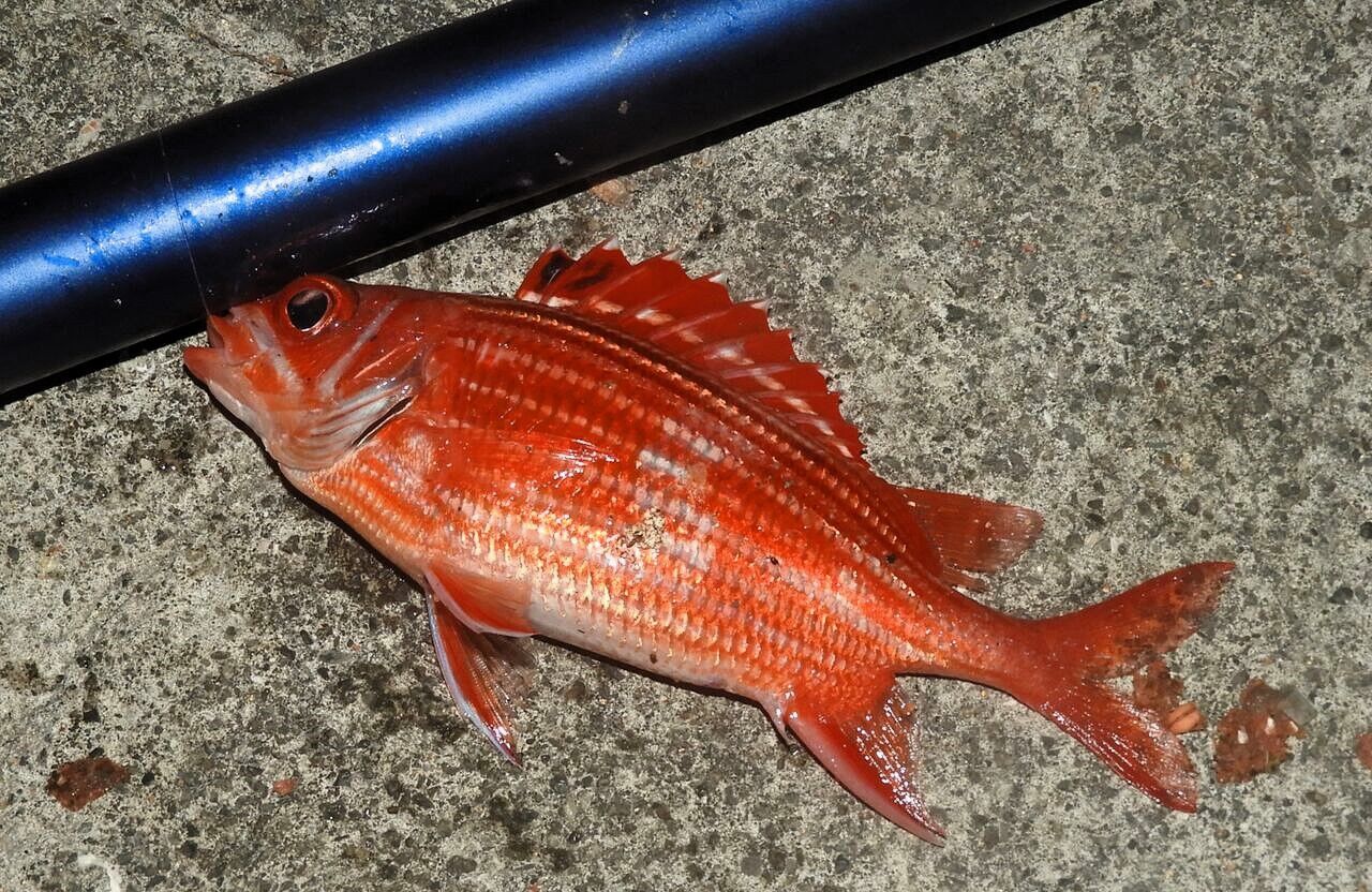 恵比寿様の鯛⁈ : 土佐料理 旬の鰹がゆく！