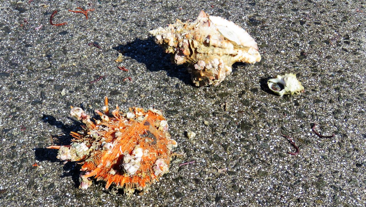 貝標本 貝殻 ① 50個セット 二枚貝 大量 ウミギクガイ チリボタン 沖縄