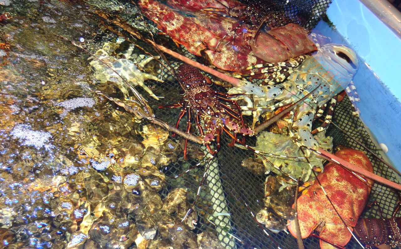 沖縄の食材 土佐料理 旬の鰹がゆく