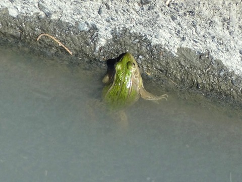 13年04月 土佐料理 旬の鰹がゆく