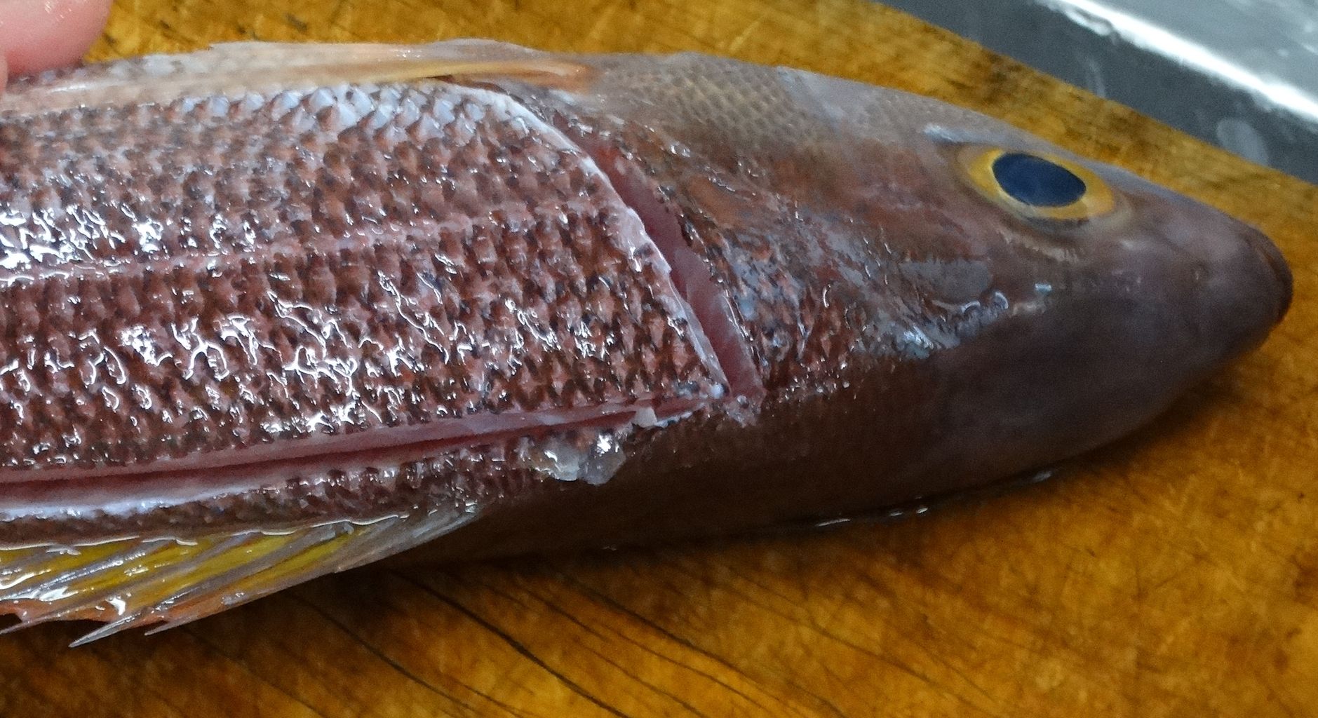 ヒメダイ 土佐料理 旬の鰹がゆく