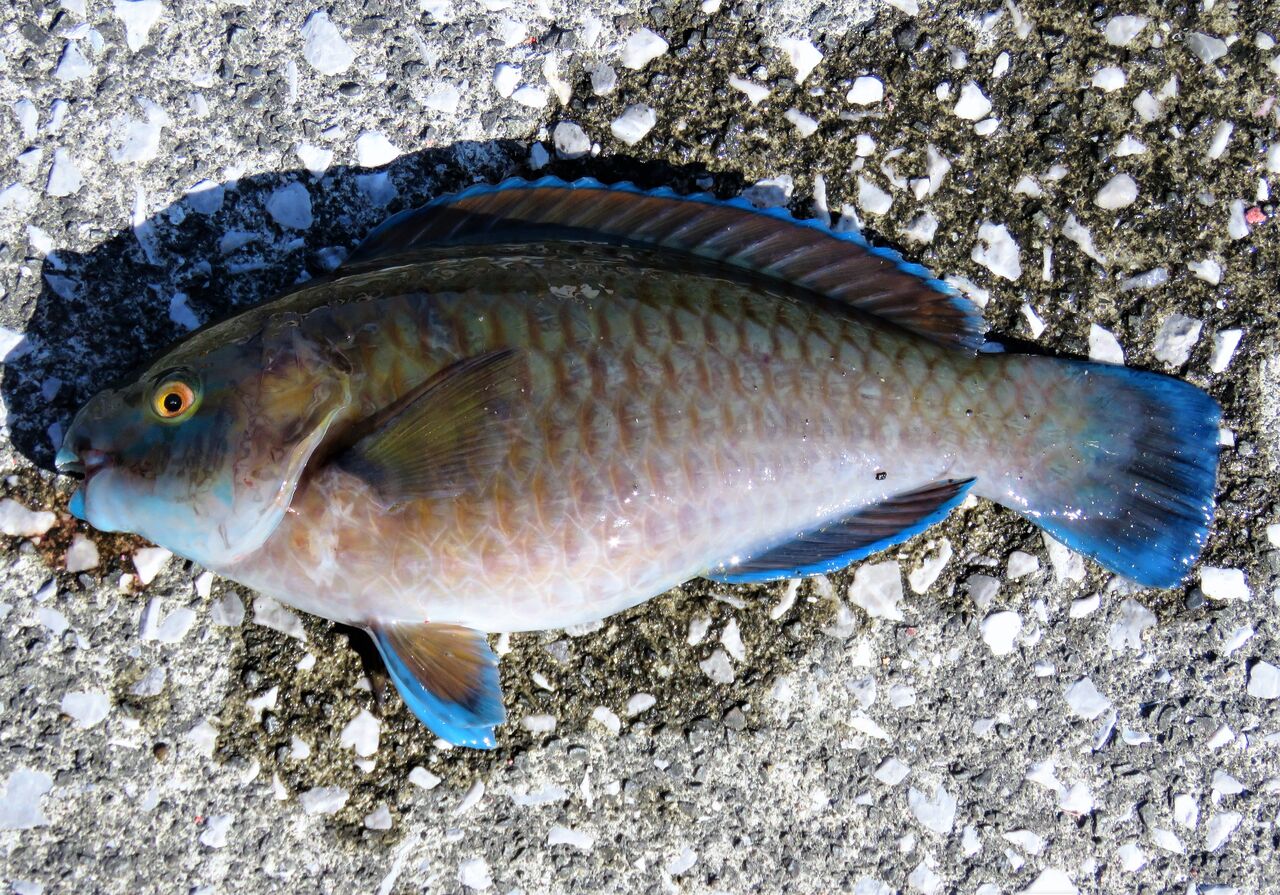 高知の釣り 土佐料理 旬の鰹がゆく 高知の釣り 土佐料理 旬の鰹がゆく