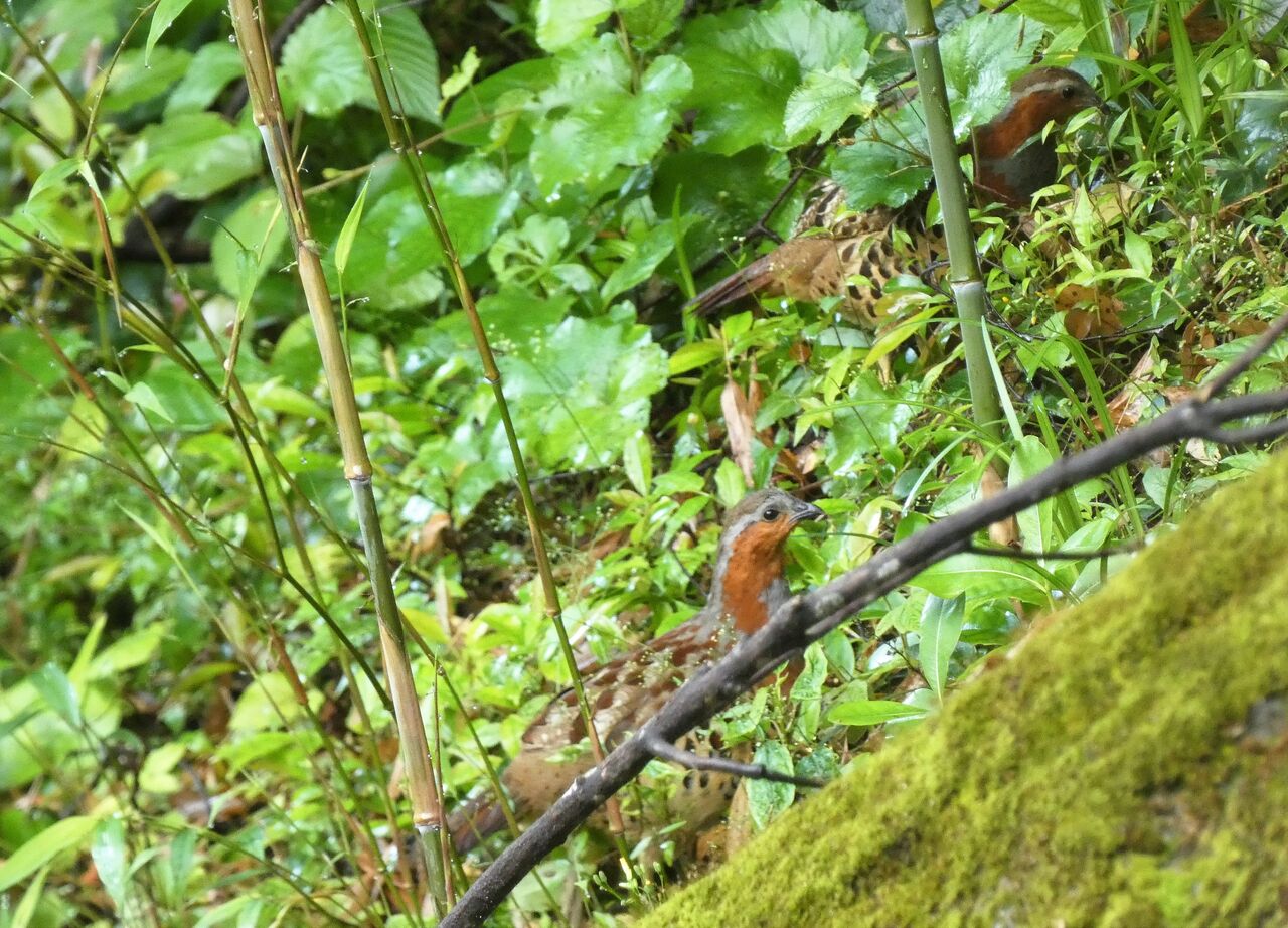 ５月キジ科の番い達 土佐料理 旬の鰹がゆく