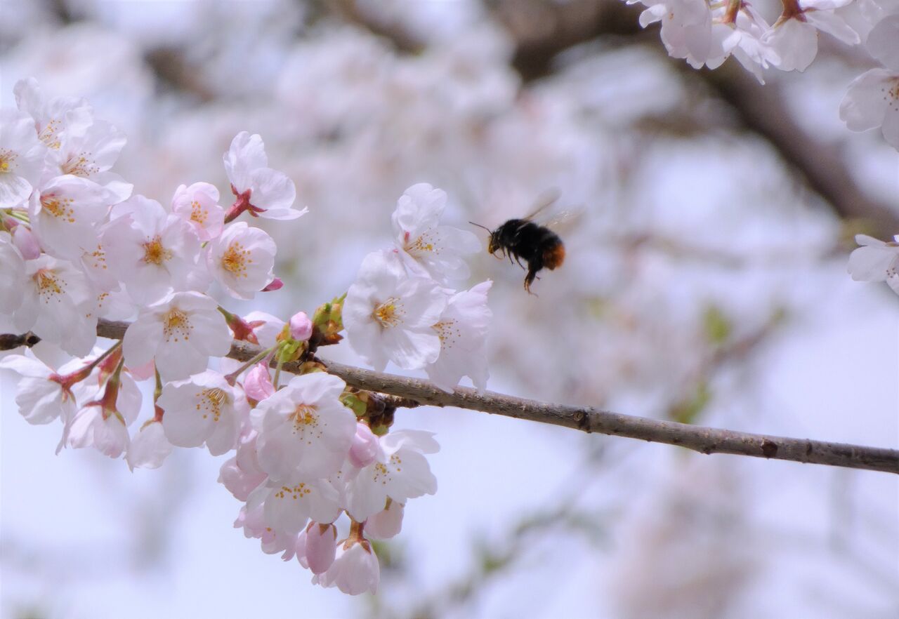 桜と南国の春蝶 : 土佐料理 旬の鰹がゆく！