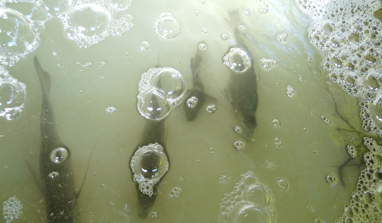 12月の鮮魚 土佐料理 旬の鰹がゆく 12月の鮮魚 土佐料理 旬の鰹がゆく