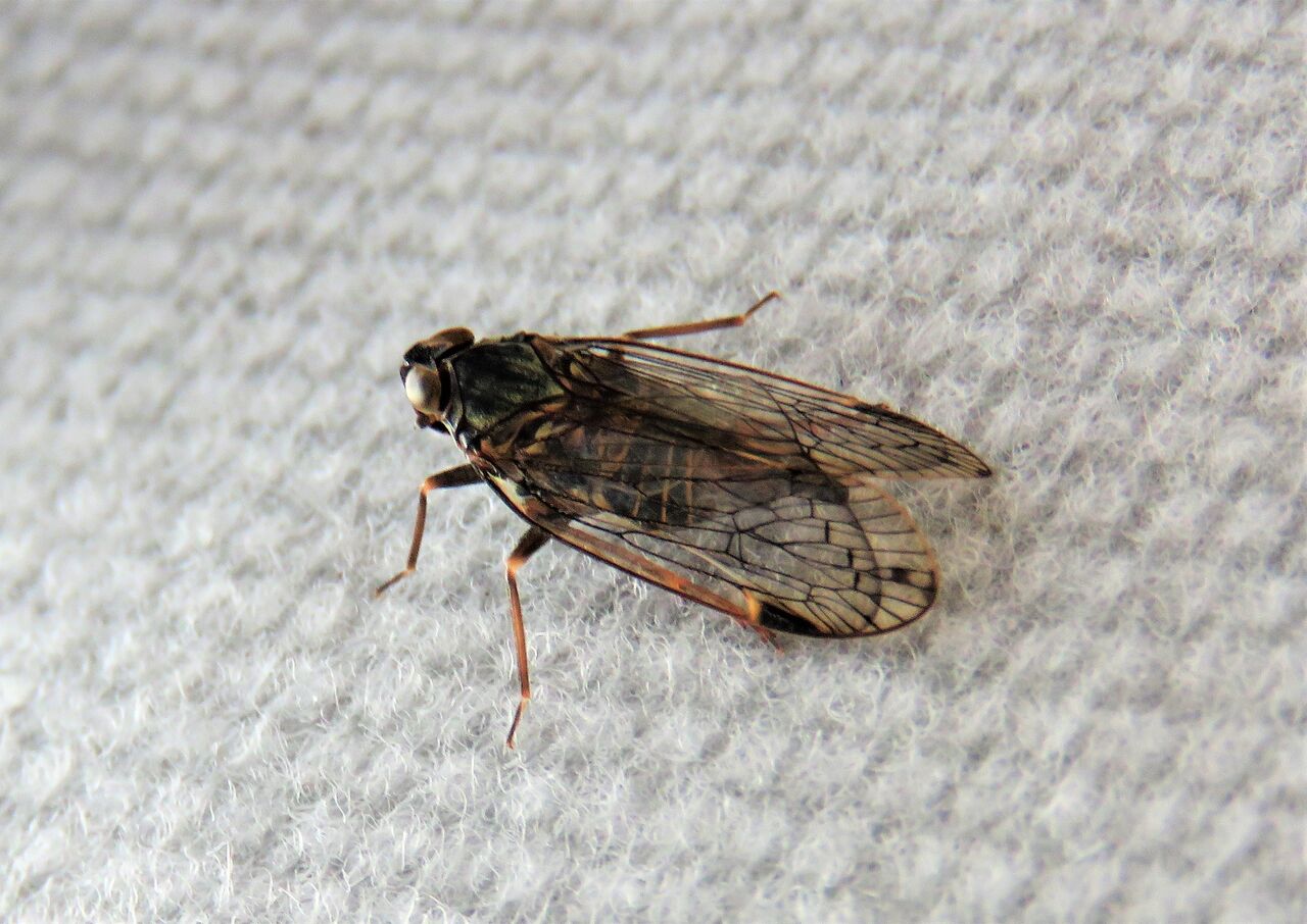 Kimra Insect まるでΧίμαιρα : 土佐料理 旬の鰹がゆく!