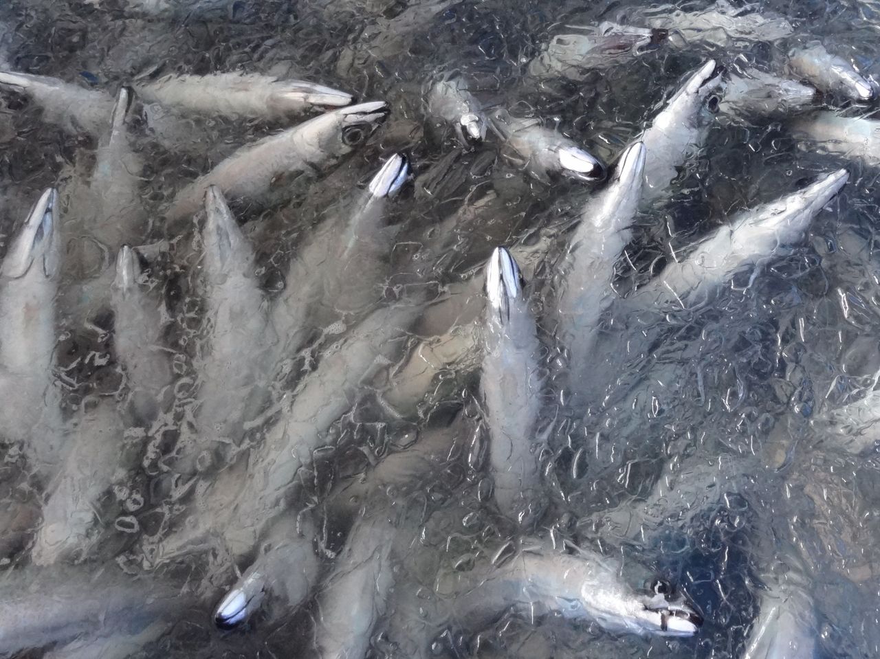 鯖にあたる って 土佐料理 旬の鰹がゆく 鯖にあたる って 土佐料理 旬の鰹がゆく