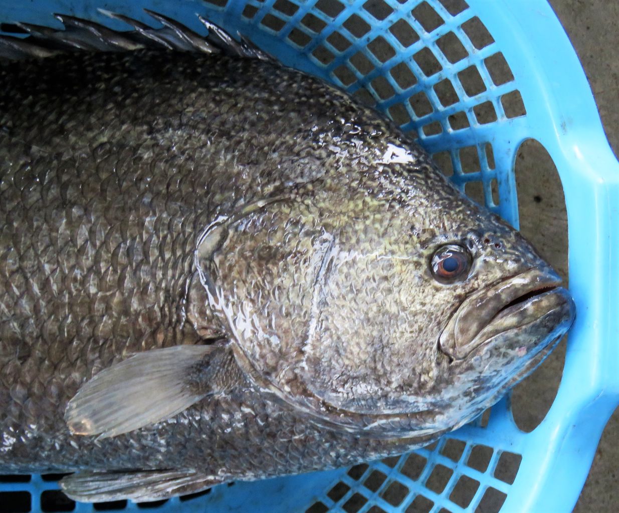 秋とは 土佐料理 旬の鰹がゆく