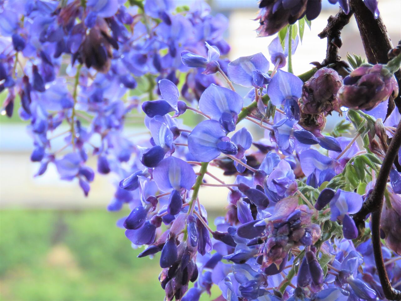 穀雨の里山に咲く花 土佐料理 旬の鰹がゆく 穀雨の里山に咲く花 土佐料理 旬の鰹がゆく
