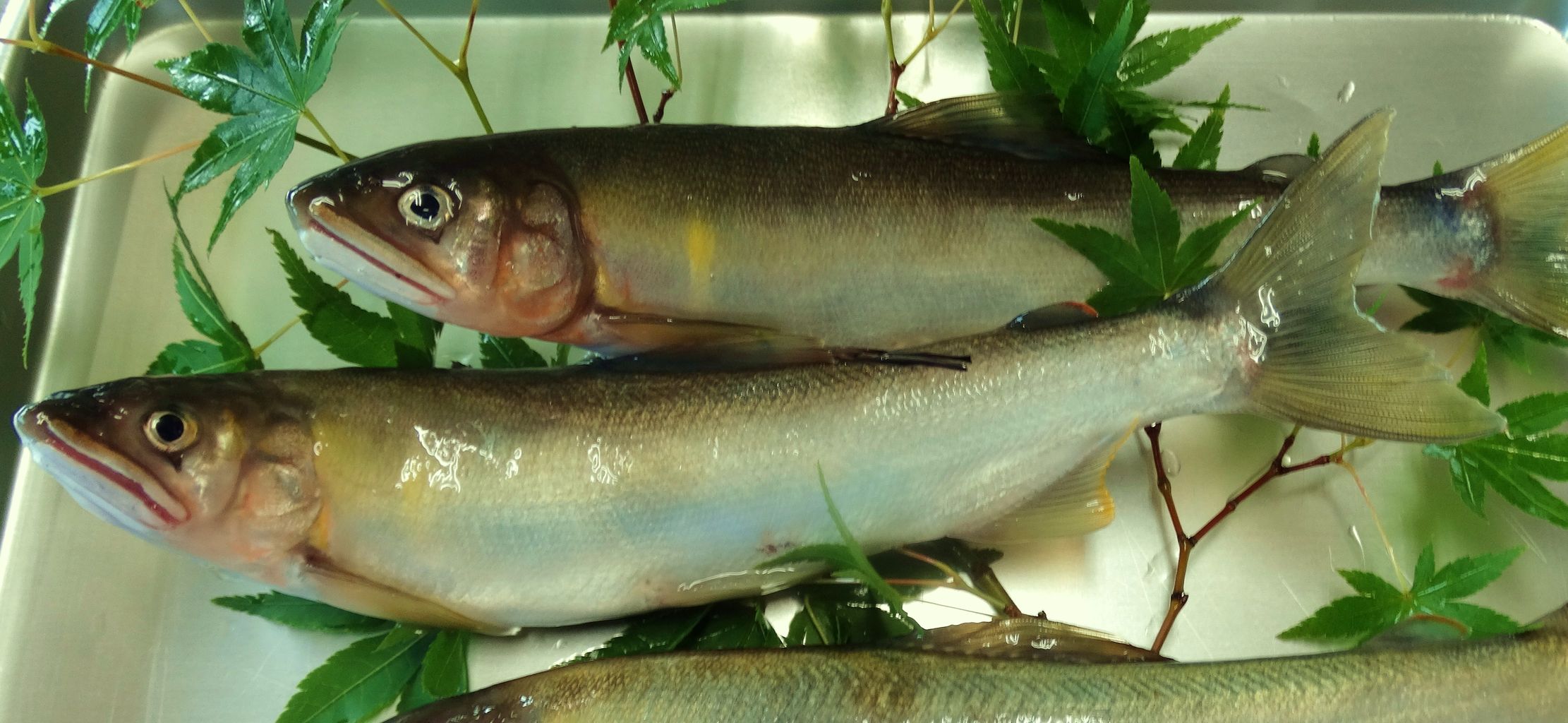 秋清流の主役 黄金のアユ 土佐料理 旬の鰹がゆく 秋清流の主役 黄金のアユ 土佐料理 旬の鰹がゆく