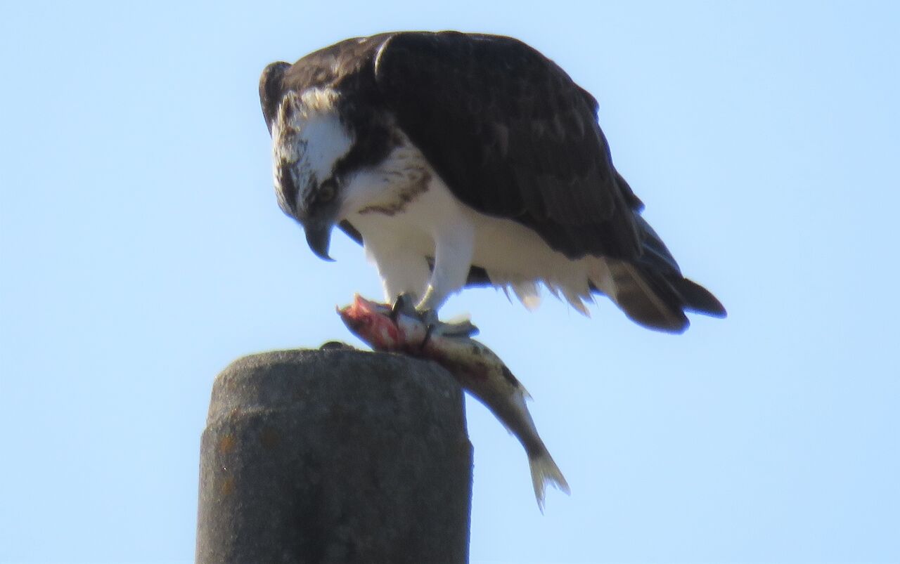 ほっておけないカラスの性格 土佐料理 旬の鰹がゆく