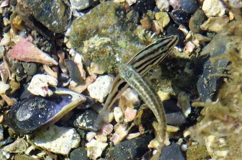 クロホシフエダイ幼魚