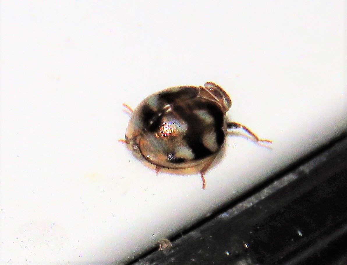 妻の里山創り 土佐料理 旬の鰹がゆく