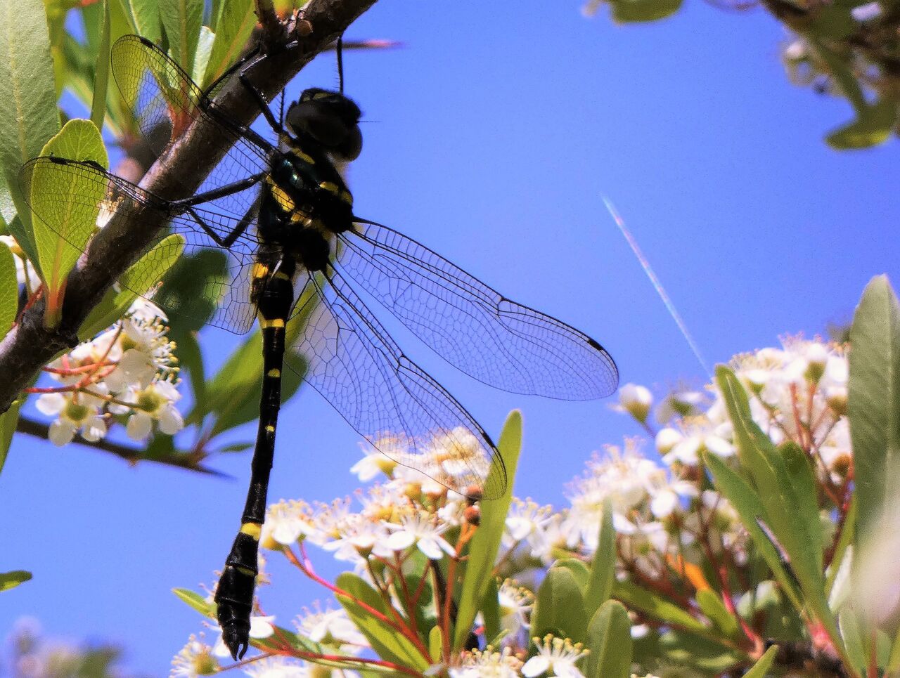 蜻蛉の向こうは虹色の飛行機雲 土佐料理 旬の鰹がゆく