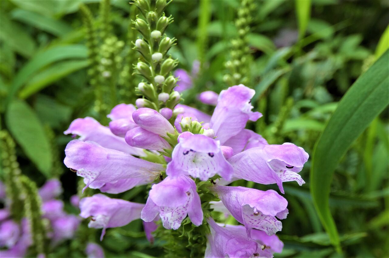 花虎の尾ハナトラノオ 土佐料理 旬の鰹がゆく 花虎の尾ハナトラノオ 土佐料理 旬の鰹がゆく