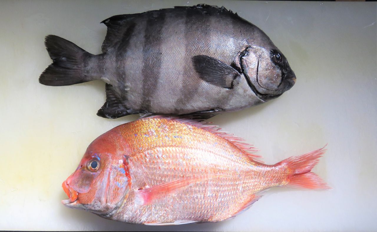 私説 天然魚と養殖魚の考察 土佐料理 旬の鰹がゆく 私説 天然魚と養殖魚の考察 土佐料理 旬の鰹がゆく