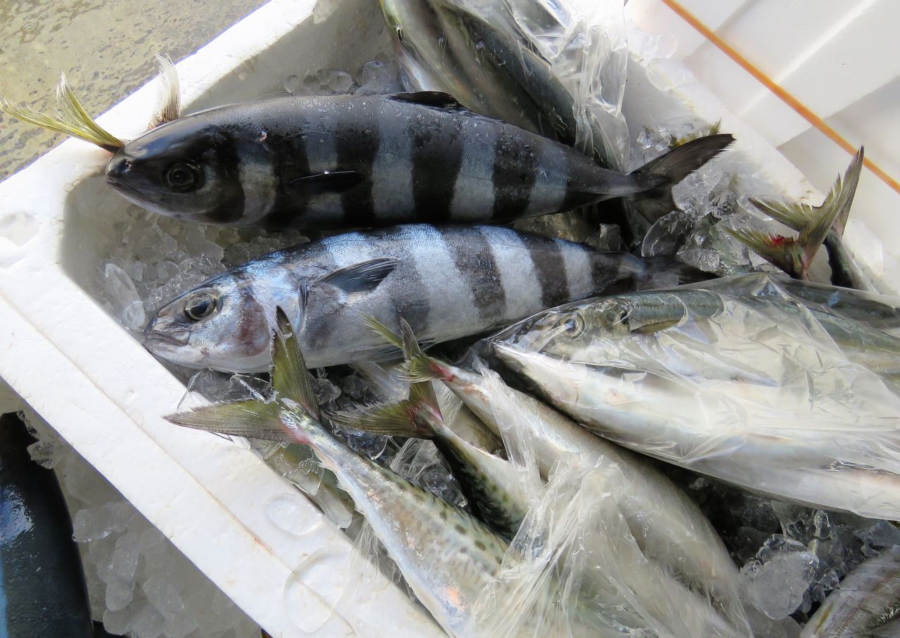 鰤擬ブリモドキ 土佐料理 旬の鰹がゆく 鰤擬ブリモドキ 土佐料理 旬の鰹がゆく