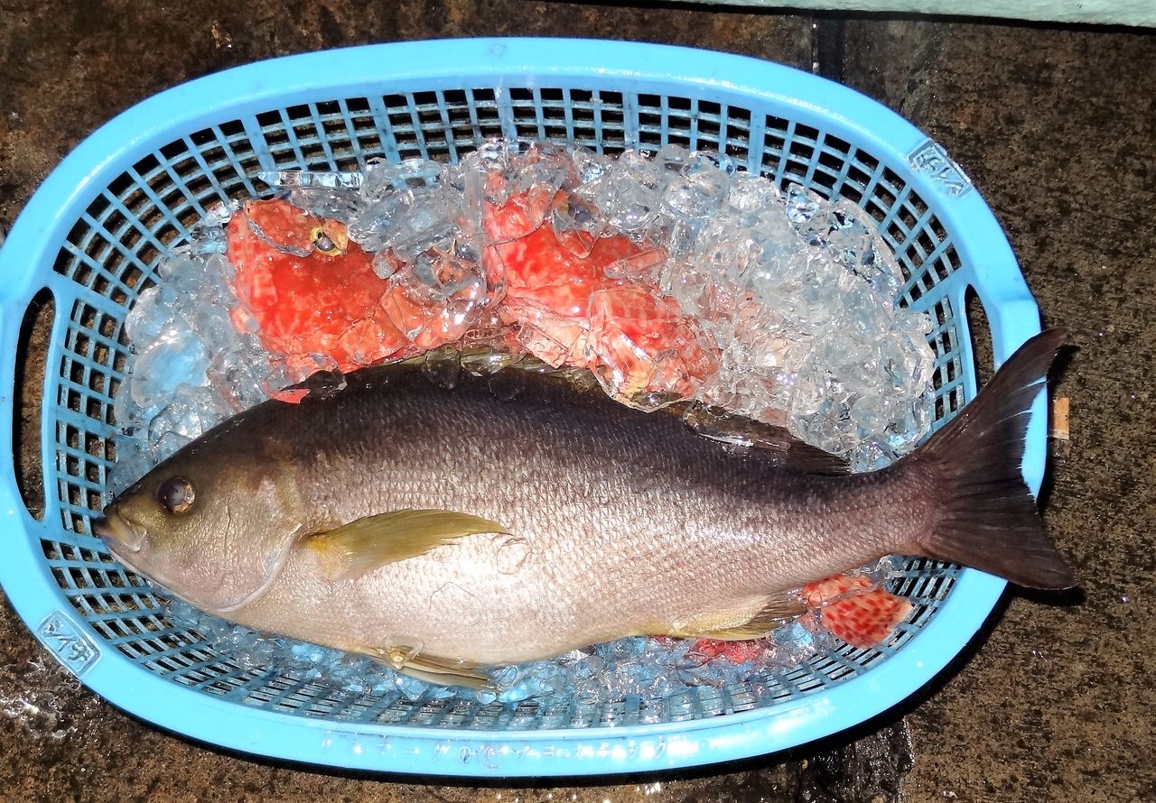 イサキはどこまで大きくなる 土佐料理 旬の鰹がゆく