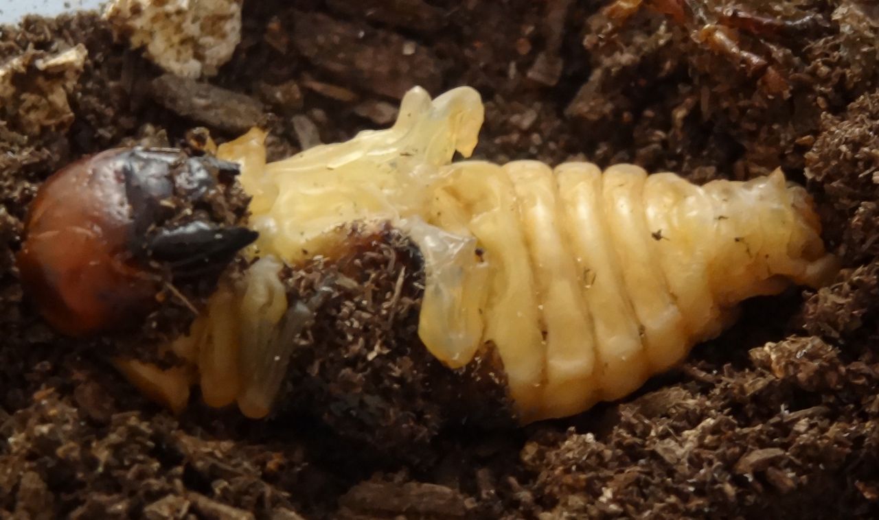 ネキトンボ羽化 土佐料理 旬の鰹がゆく ネキトンボ羽化 土佐料理 旬の鰹がゆく