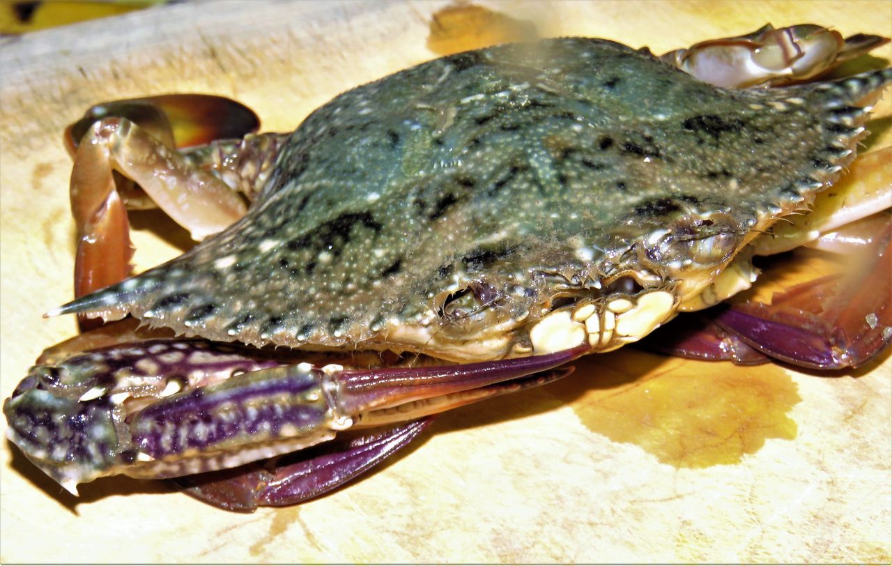 ガザミグモって蟹と蜘蛛のハイブリッド 土佐料理 旬の鰹がゆく