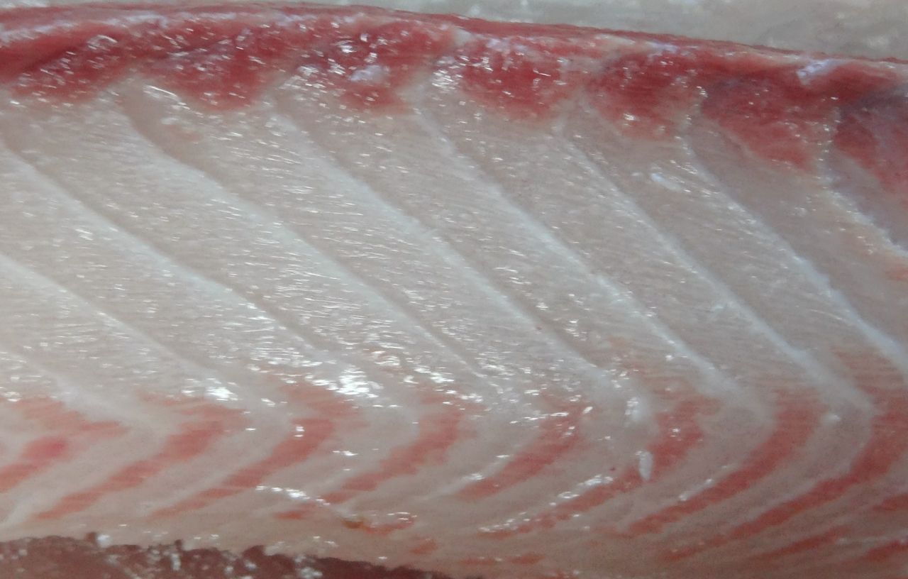 サワラ 土佐料理 旬の鰹がゆく