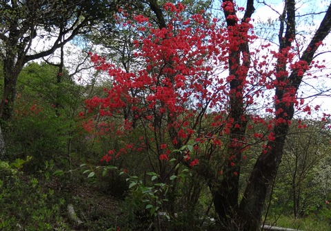 モネの庭 自然の森 (2)