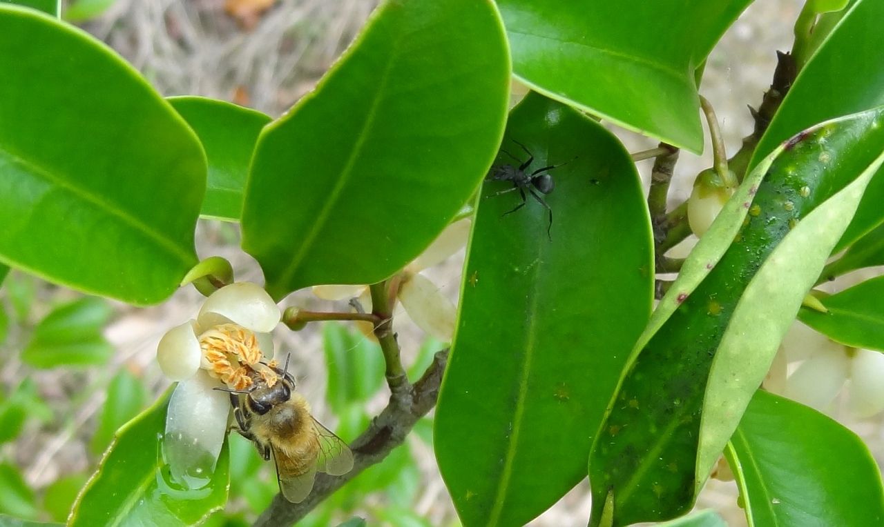 高度な昆虫社会 土佐料理 旬の鰹がゆく