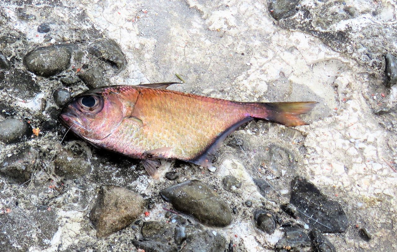 ギンカガミ 押並べて安くて旨い側扁した魚類 土佐料理 旬の鰹がゆく