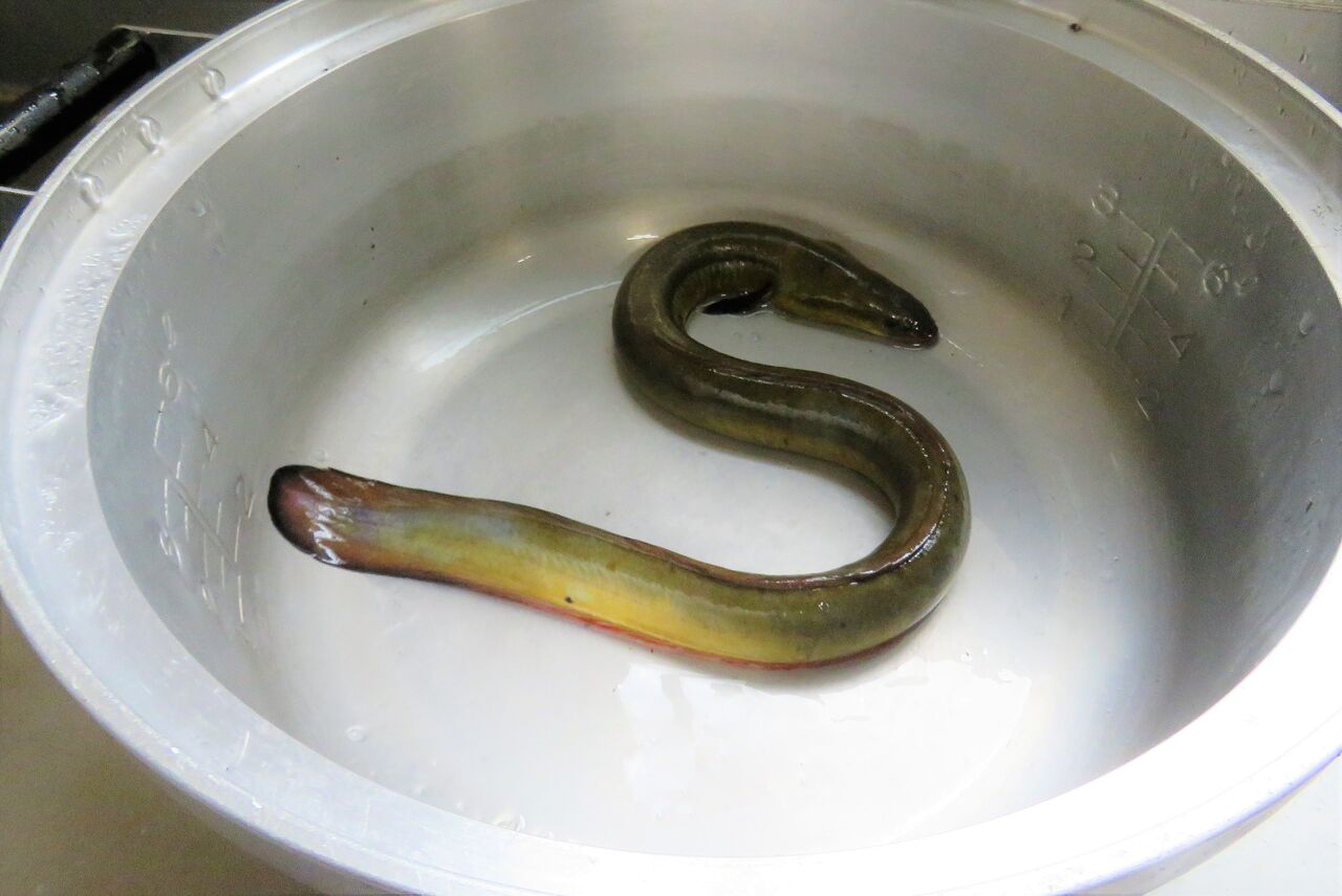 ふるさとの天然鰻を料理する : 土佐料理 旬の鰹がゆく！