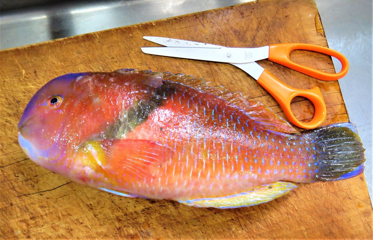 何故こんなに輝く 温帯で一番美しい海水魚 土佐料理 旬の鰹がゆく 何故こんなに輝く 温帯で一番美しい海水魚 土佐料理 旬の鰹がゆく