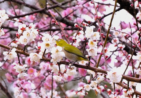 満開の梅にメジロ